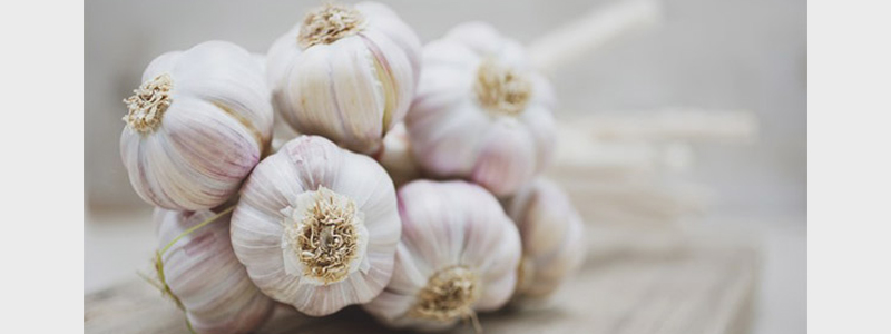 Garlic and Potency